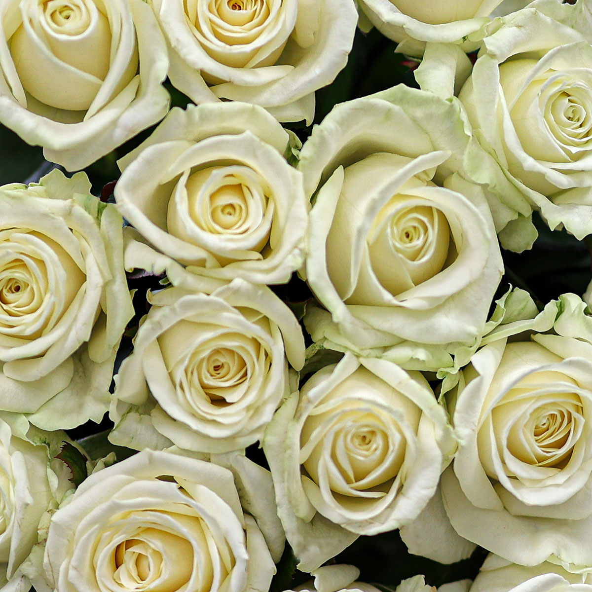 Букет из 17 белых роз с красной лентой, 60 см, Россия